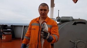 Рыбалка в Средиземном море. Рыба- кролик