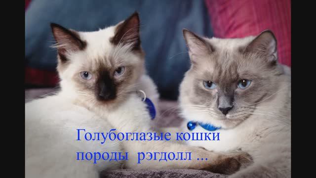 250 Энио Мориконе - МЕЛОДИЯ ЛЮБВИ