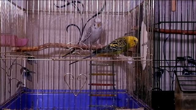 Домашние волнистые попугаи. Смотрите видео, как играют и едет попугаи. Слушать пение попугаев.