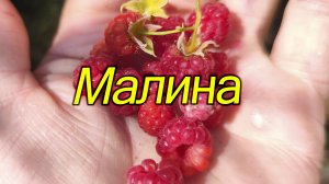 Малина. Сбор ягоды. Сезон 2024. Дикая ягода. Мелкая ягода