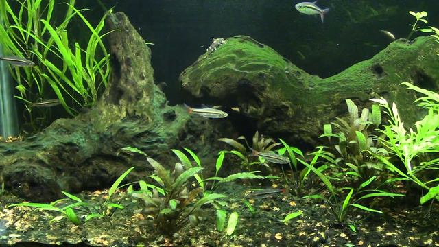 Panda Garra ( Garra Flavatra ) Species Profile