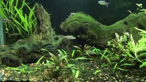 panda garra ( Garra flavatra ) species profile