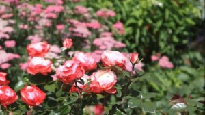 Красивый сад в Сибири.