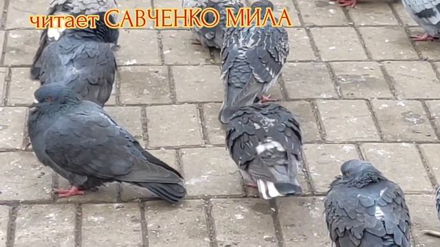 Все Начинается С Весны...Автор Мерчанский А.Н.
