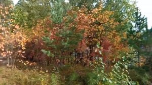 ОСЕНЬ В НЕБЕ ЖГУТ ОБЛАКА | AUTUMN IN THE SKY BURNING CLOUDS