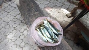 Приготовили ставриду| часть 2 | готовим улов|вкусняшка.