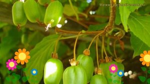 Актинидия коломикта Находка. Краткий обзор, описание характеристик actinidia kolomikta Nahodka