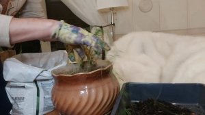 Аспарагус серповидный ,Аспарагус Шпренгера