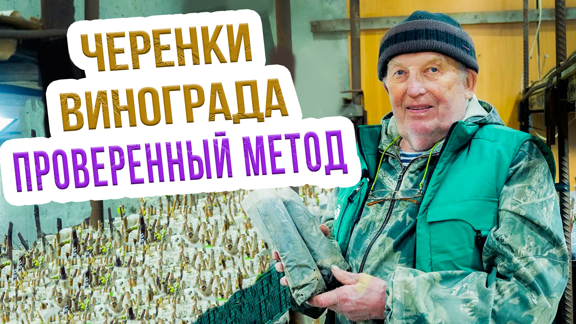 Эффективное укоренение черенков винограда. Укореняем черенки винограда. Продолжение мастер класса