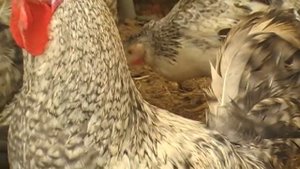Куры Борковская барвиста.// Птица //Chickens borkovskaya colorful.