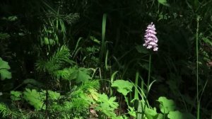 Славь земля