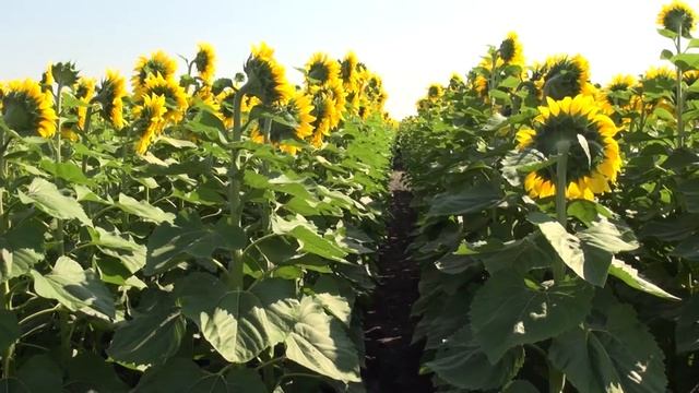 ПИКТОР - НА ПО-ДОБРА ЦЕНА ПРЕЗ 2016-ТА смотреть онлайн