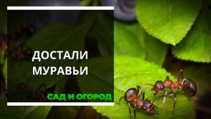 Муравьи докучали мне на огороде, и я воспользовался против них обыкновенным пшеном  Больше они меня