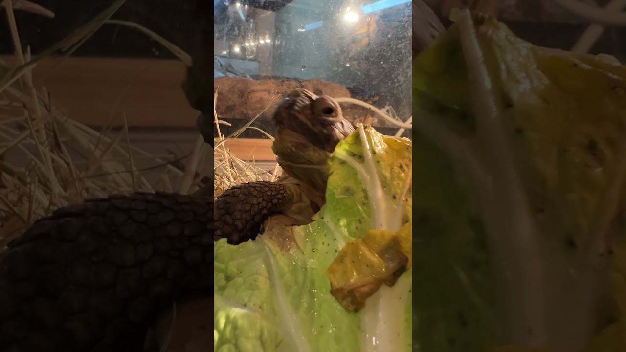 Я вся балдю!!! #москва #экзотика #zoolife #zooanimals #shortvideo #reptile #zoo #зверьёмоё #черепаха