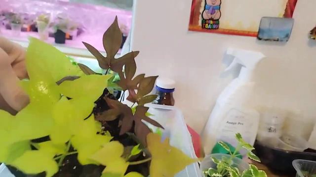 Обзор укорененных черенков. Пора пикировать#черенки#обзор смотреть онлайн