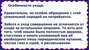 Абиссинская Кошка, Породы кошек, описание, уход