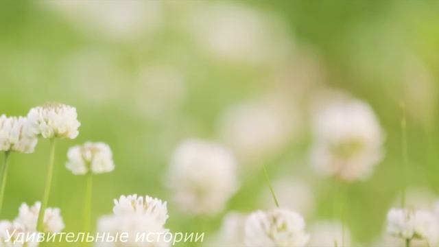 Миллионер отказался от родной дочери, когда та вышла замуж за цыгана. Но спустя три года... смотреть онлайн