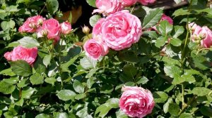 Видео обзор розы Цикламен Пьер де Ронсар - Cyclamen Pierre de Ronsard (Reg Tomerlin США, 2015)