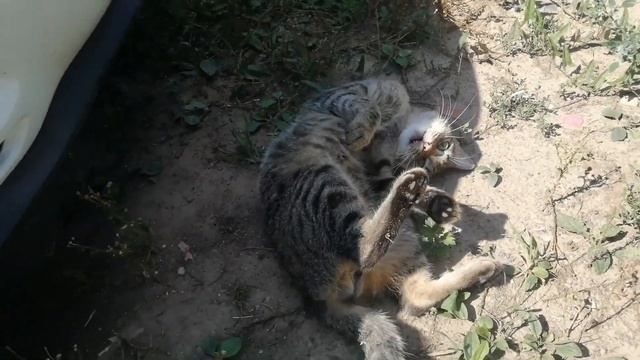 Перетяжка рамок дверей мазда 6gh смотреть онлайн