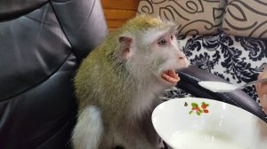 Обезьянка Боня и манная кашка) Monkey Bonya and semolina porridge)