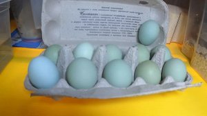 КУРЫ ШЁЛКОВЫЕ КИТАЙСКИЕ/ УХЕЙИЛЮЙ кура с чёрным мясом и голубыми яйцами/ ФЕЯ  и СЕЛАДОН /МАРИ МИСТИ