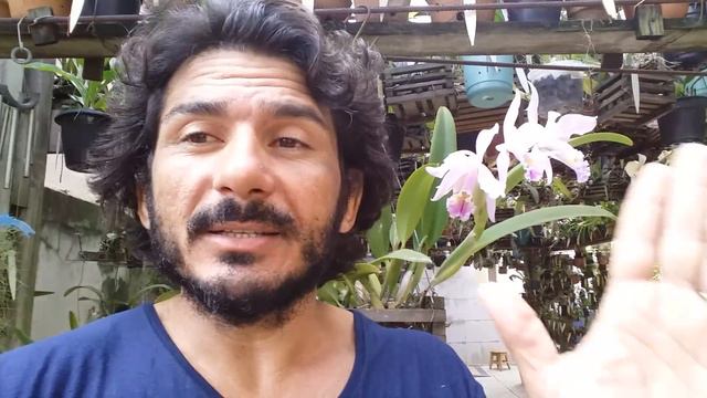 Sobre Cattleya monofoliada, dicas de Cultivo смотреть онлайн