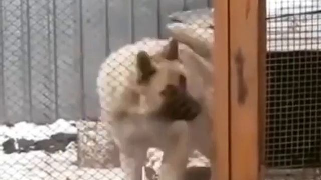 AMAZING DOG DANCING INSIDE THE CAGE ❤️❤️? смотреть онлайн