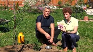 Что посадить в июне  Сажаем люпин без рассады