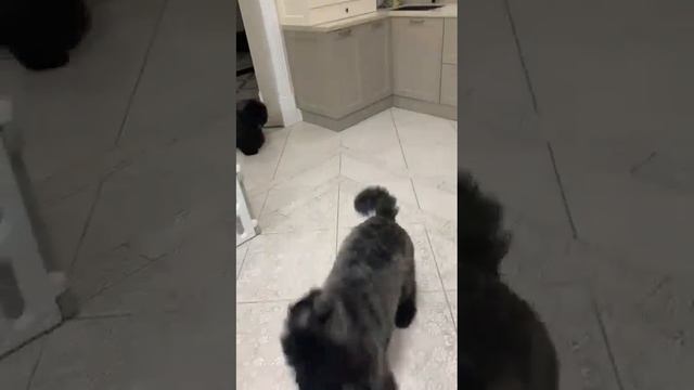 Щенки Фландрский Бувье смотреть онлайн