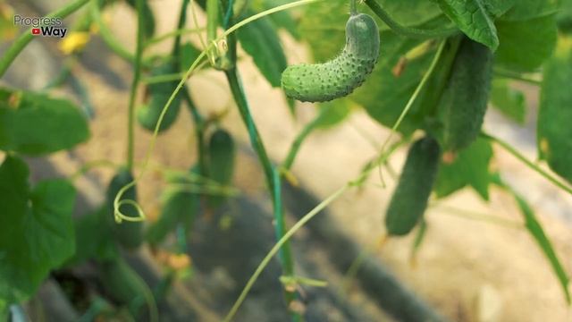 Огурцы растут быстро и много, Я не успеваю их собирать! Зеленка огурцам смотреть онлайн