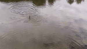 ПОДУСТ. РЫБАЛКА НА ДНЕПРЕ НА ПОПЛАВОК. ОКУНЬ ПЛОТВА ПОДУСТ. БОЛЬШАЯ РЫБА. КРАСИВАЯ РЫБАЛКА