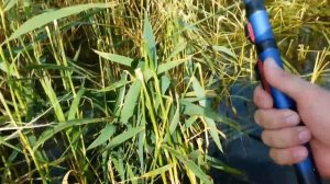 Карп загнул удочку