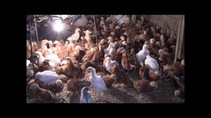 Молодняк птицы. Гусята, цыплята