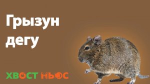 Все о грызуне дегу (чилийская белка)