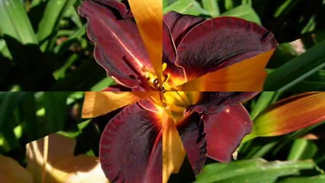 Лилейники из коллекции Шевляковой О.Б. смотреть онлайн