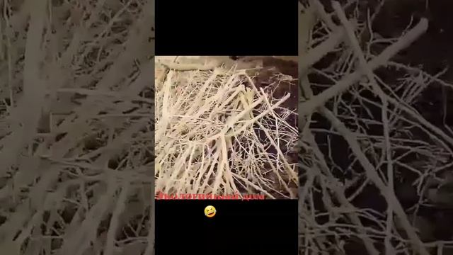 Дом из говна и палок #юмор #прикол #дагестан #проектдома