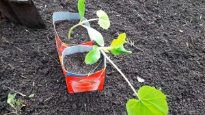 Посадите ТАК КАБАЧКИ и Вы Завалитесь УРОЖАЕМ! #сажаемкабачки