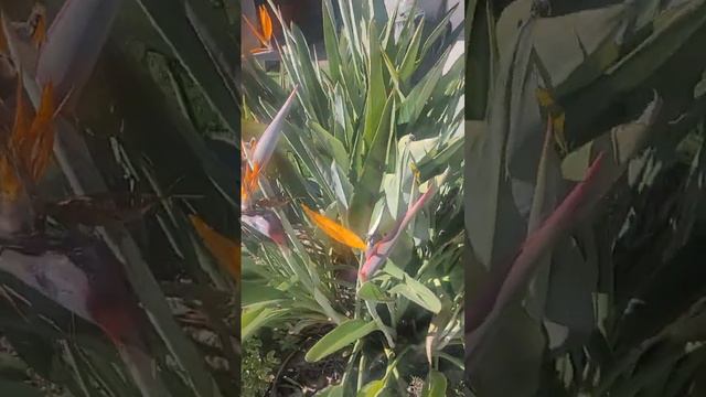 Bird of Paradise flowers