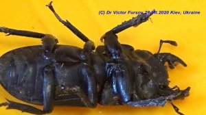 Опасны ли Клещи на Жуке Рогачике? Купаем Рогачика.