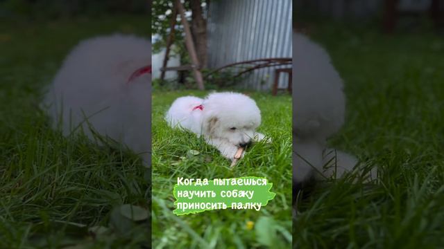 Дрессировка собак