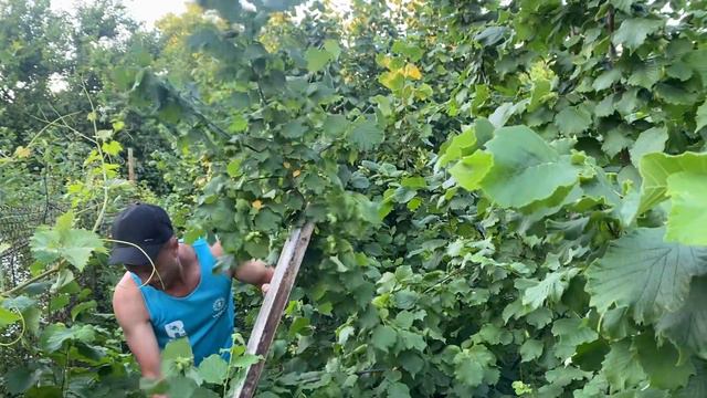 Фундук пирожок👍💪 смотреть онлайн