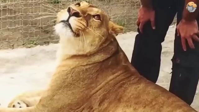 Львица узнала человека, спасшего ей жизнь 7 лет назад, и что-то случилось. смотреть онлайн