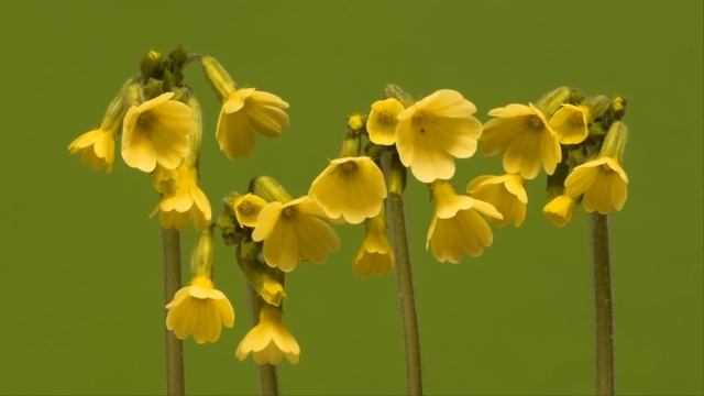 Голодные и замёрзшие дети зашли в храм погреться, и то, что для них сделал священник, они запомнили смотреть онлайн