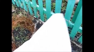 ДВА САМЫХ ЛЕГКИХ СПОСОБА и главное быстро:  УКРЫВАТЬ МОЛОДОЙ  ВИНОГРАД НА ЗИМУ.