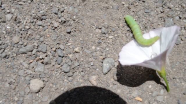 Зеленая гусеница смотреть онлайн