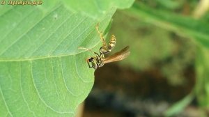 ИНТЕРЕСНЫЕ ФАКТЫ ОБ ОСАХ.