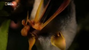 Посмотрим на летающих зверей? Летучие мыши и крыланы