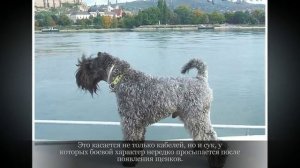 Керри блю терьер Средние породы собак