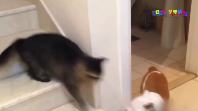 Собаки и котаны. смотреть онлайн