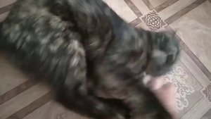 Почему кошка кусается и царапается. Злая кошка. Игра с кошкой Бусинкой.